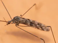 Dicranomyia simulans thumbnail 1