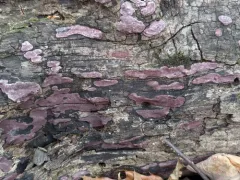 Hypoxylon fuscopurpureum thumbnail 4