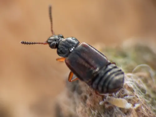 Omalium rivulare
