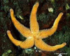 Long-spined Henricia thumbnail 2