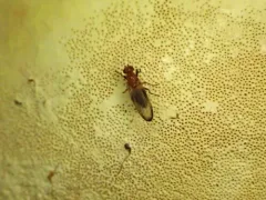 Mycetaulus polypori thumbnail 4