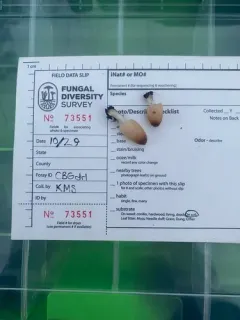 Coprinellus radians thumbnail 4