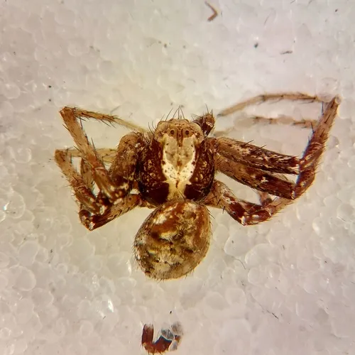 Xysticus britcheri