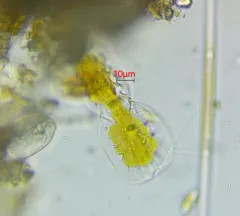 Entomoneis ornata thumbnail 4