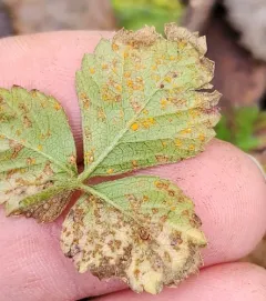 Mock Strawberry Rust thumbnail 3