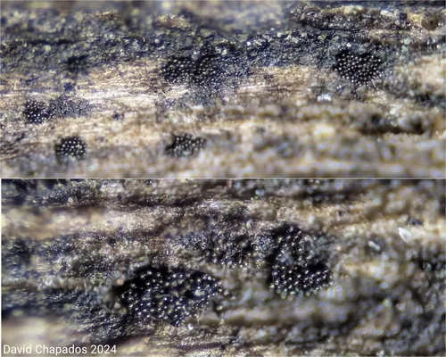 Monodictys paradoxa