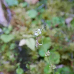 naked bishop's cap thumbnail 3