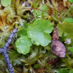 small bog cranberry thumbnail 1