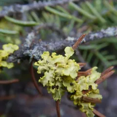 Powdered Sunshine Lichen thumbnail 4