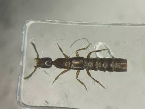 Long-collared Rove Beetle