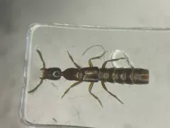 Long-collared Rove Beetle thumbnail 1
