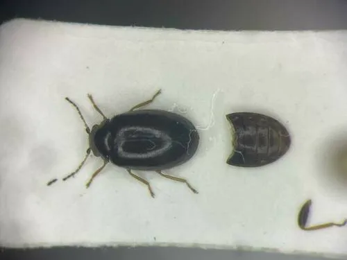 Contacyphon neovariabilis