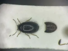 Contacyphon neovariabilis thumbnail 1