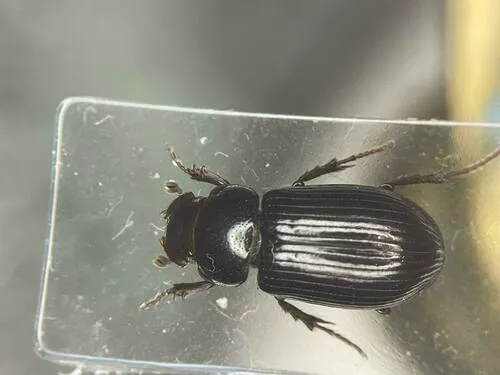 Stenotothorax badipes