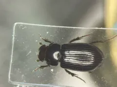 Stenotothorax badipes thumbnail 1