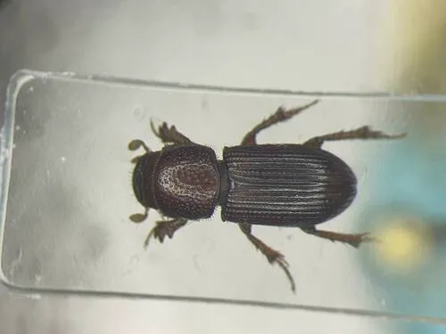 Reddish Sand Scarab Beetle