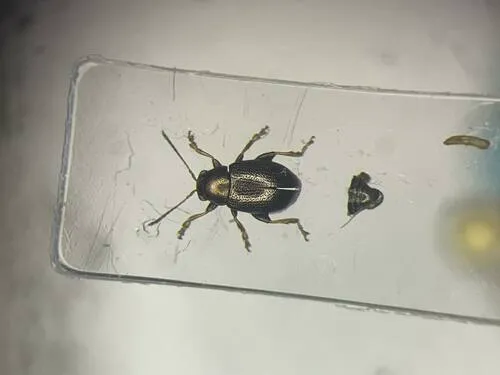 Chaetocnema hortensis