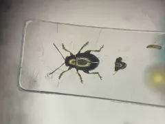 Chaetocnema hortensis thumbnail 1
