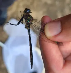 Williamson's Emerald thumbnail 3