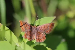 Swamp Metalmark thumbnail 1