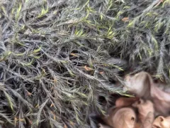 Awned Dichelyma Moss thumbnail 4