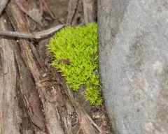 Bird's-Claw Beard-Moss thumbnail 4