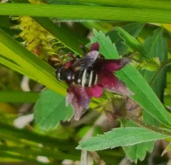 Bog-dwelling Drone Fly thumbnail 4