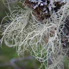 Lapland Beard Lichen thumbnail 2