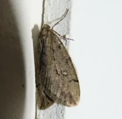 White-spotted Cankerworm Moth thumbnail 3