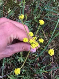 Lomatium anomalum thumbnail 2