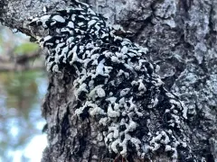 Seaside Tube Lichen thumbnail 3