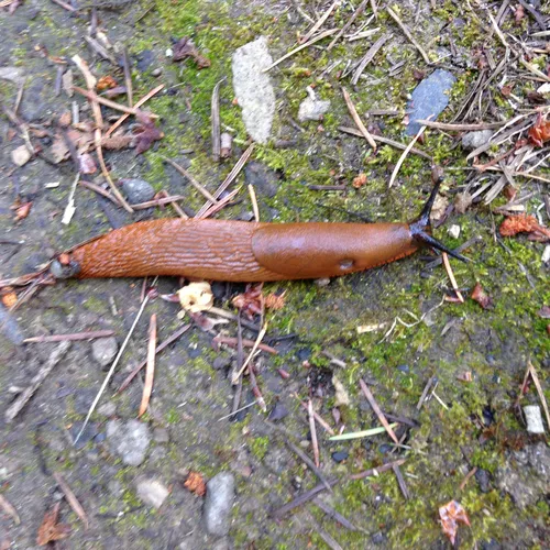 Black Slug
