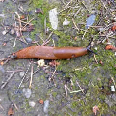 Black Slug thumbnail 1