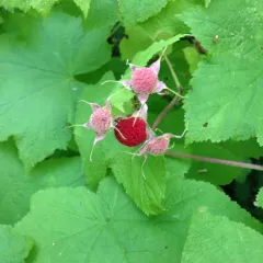 thimbleberry thumbnail 1
