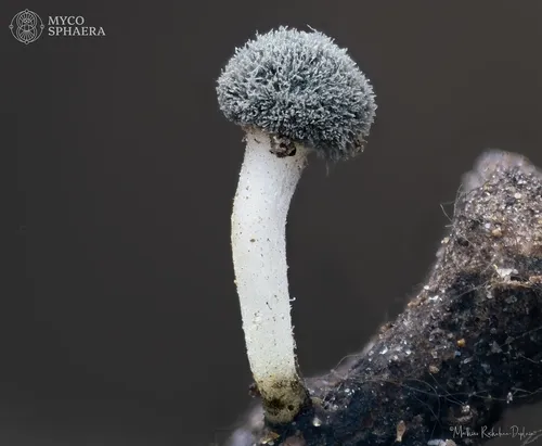 Roesleria subterranea
