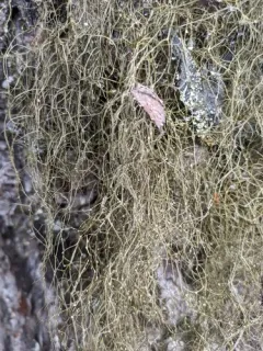 Pale-footed Horsehair Lichen thumbnail 1