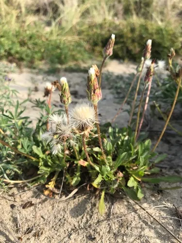 seaside agoseris