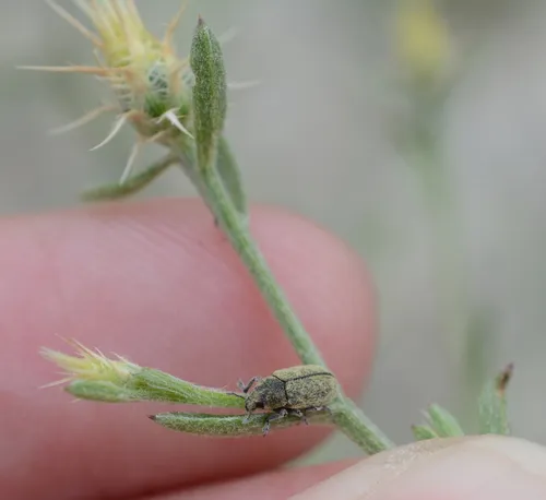 Bangasternus fausti