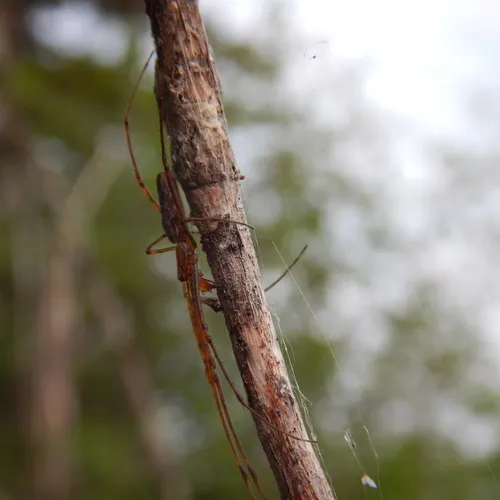 Tetragnatha versicolor