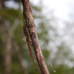 Tetragnatha versicolor thumbnail 1