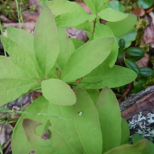 Northern Comandra