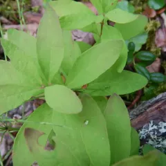 Northern Comandra thumbnail 1