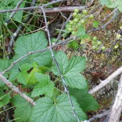 Northern Black Currant thumbnail 3