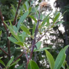 drummond's willow thumbnail 4