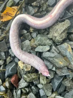 Girard's Atlantic Hagfish thumbnail 4
