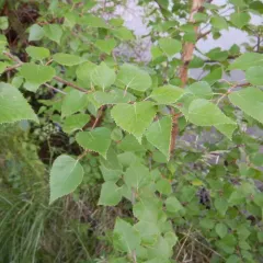 Alaska Paper Birch thumbnail 1