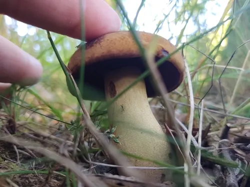 Boletus vermiculosus