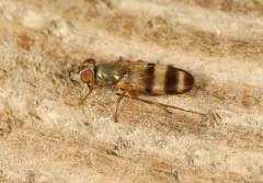 Chaetopsis fulvifrons thumbnail 2