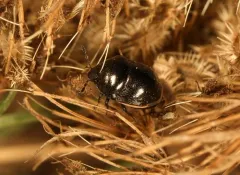 Corimelaena lateralis thumbnail 1