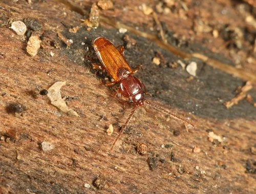 Placonotus modestus
